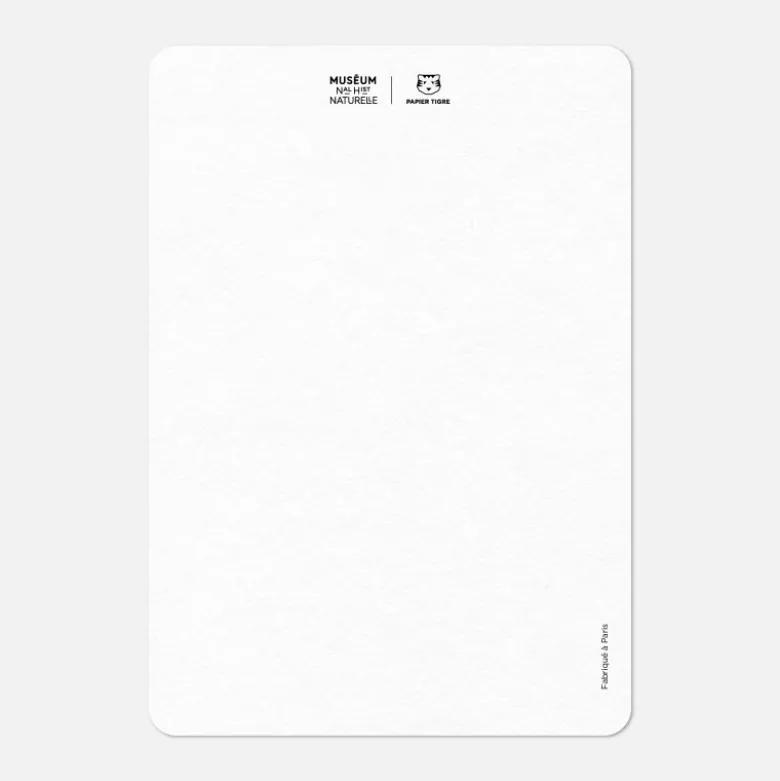 Carte A6 - Flamingo