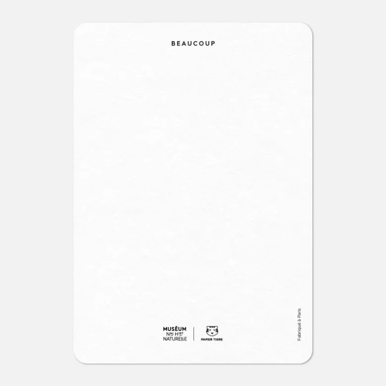Carte A6 - Merci Perroquet